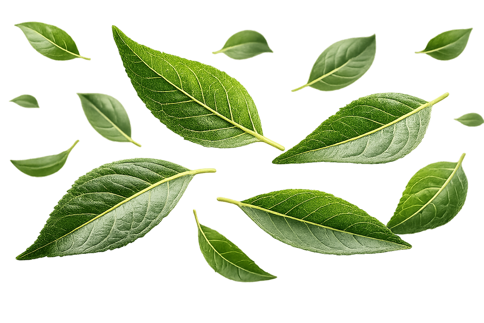 Curry Leaves