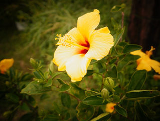 ことばのリボンKindle「Blooming!」