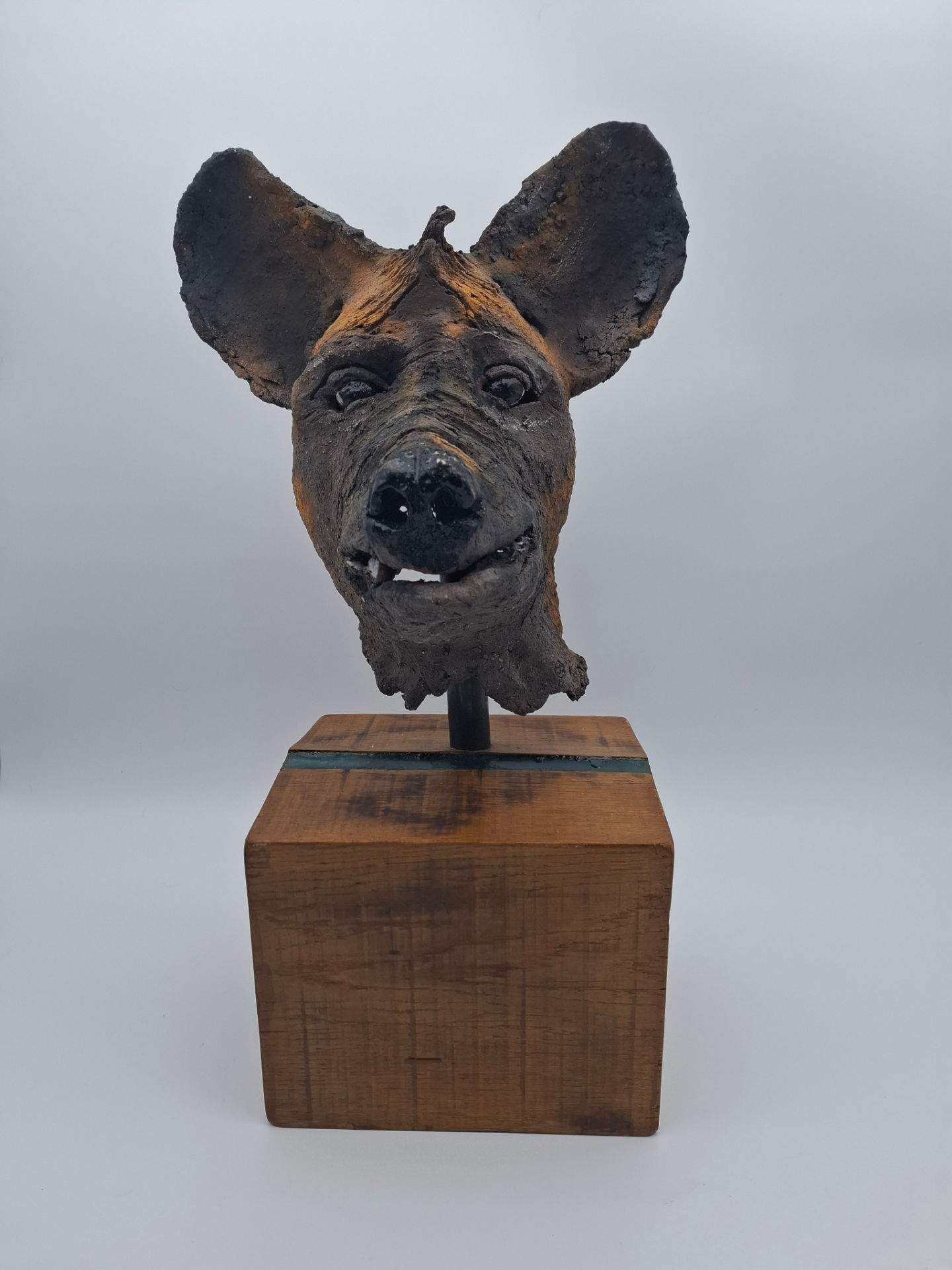 African Spotted Hyena