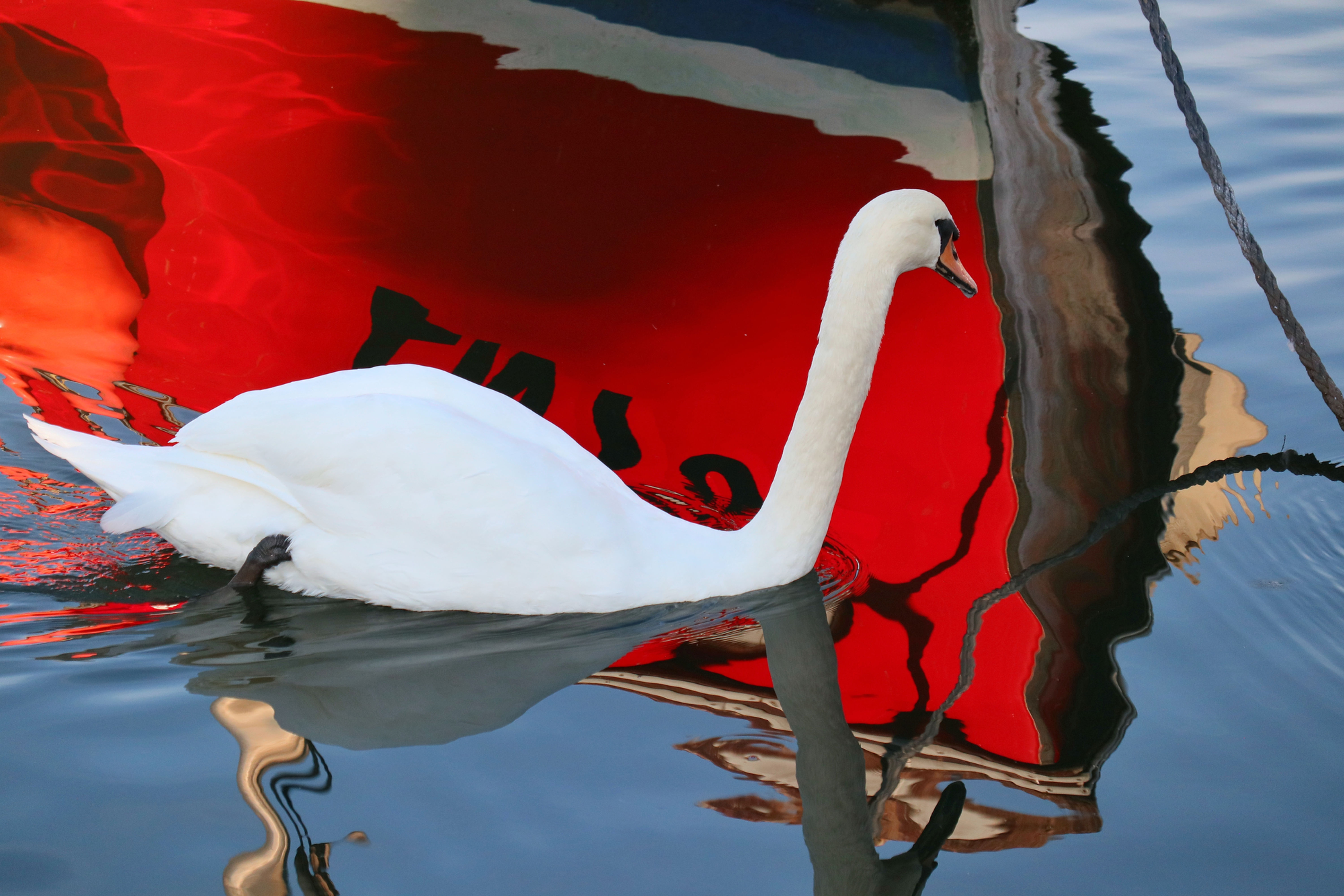 Day Boat And Swan
