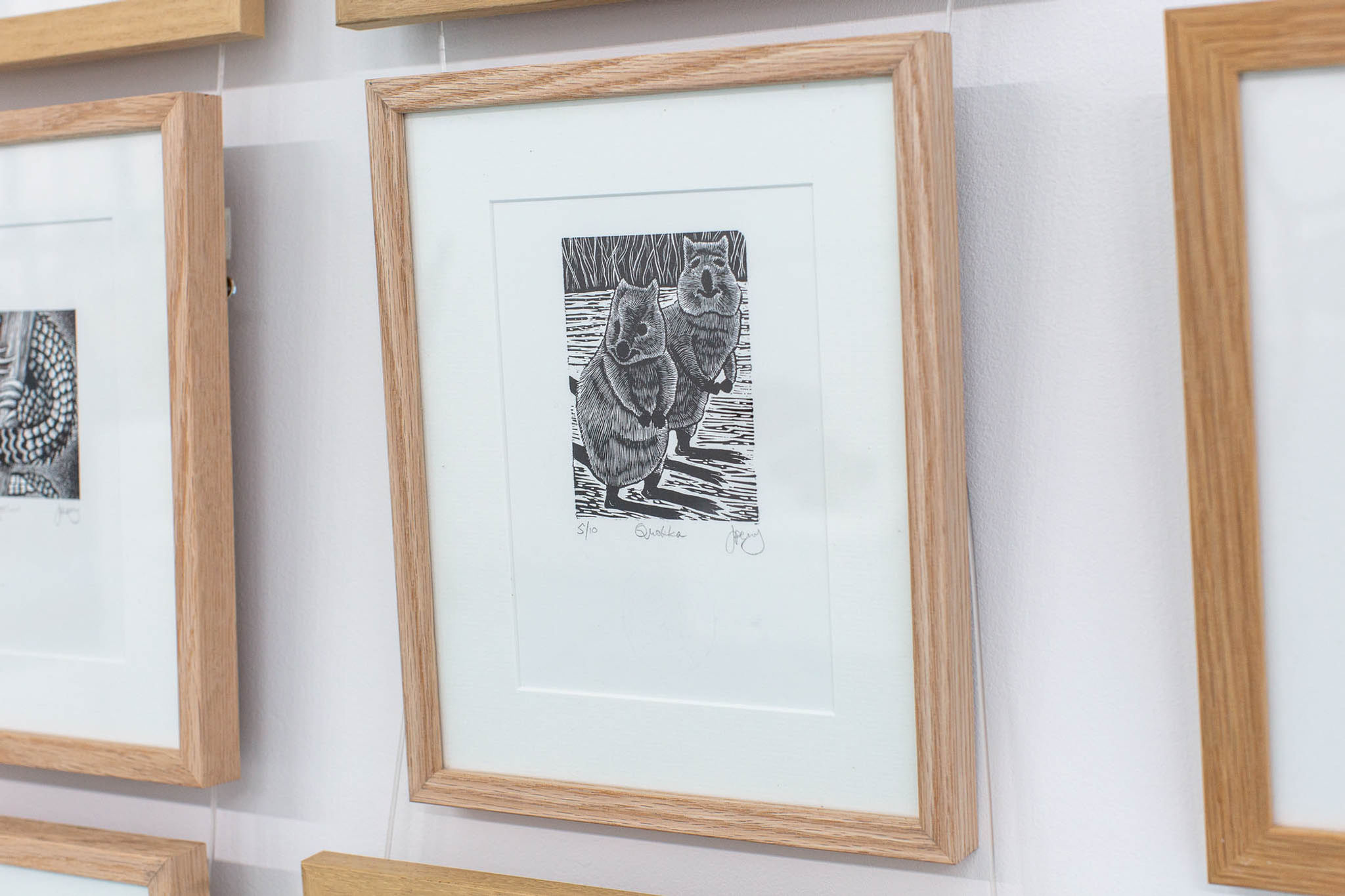 Quokka