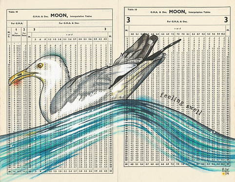 Moon Gull