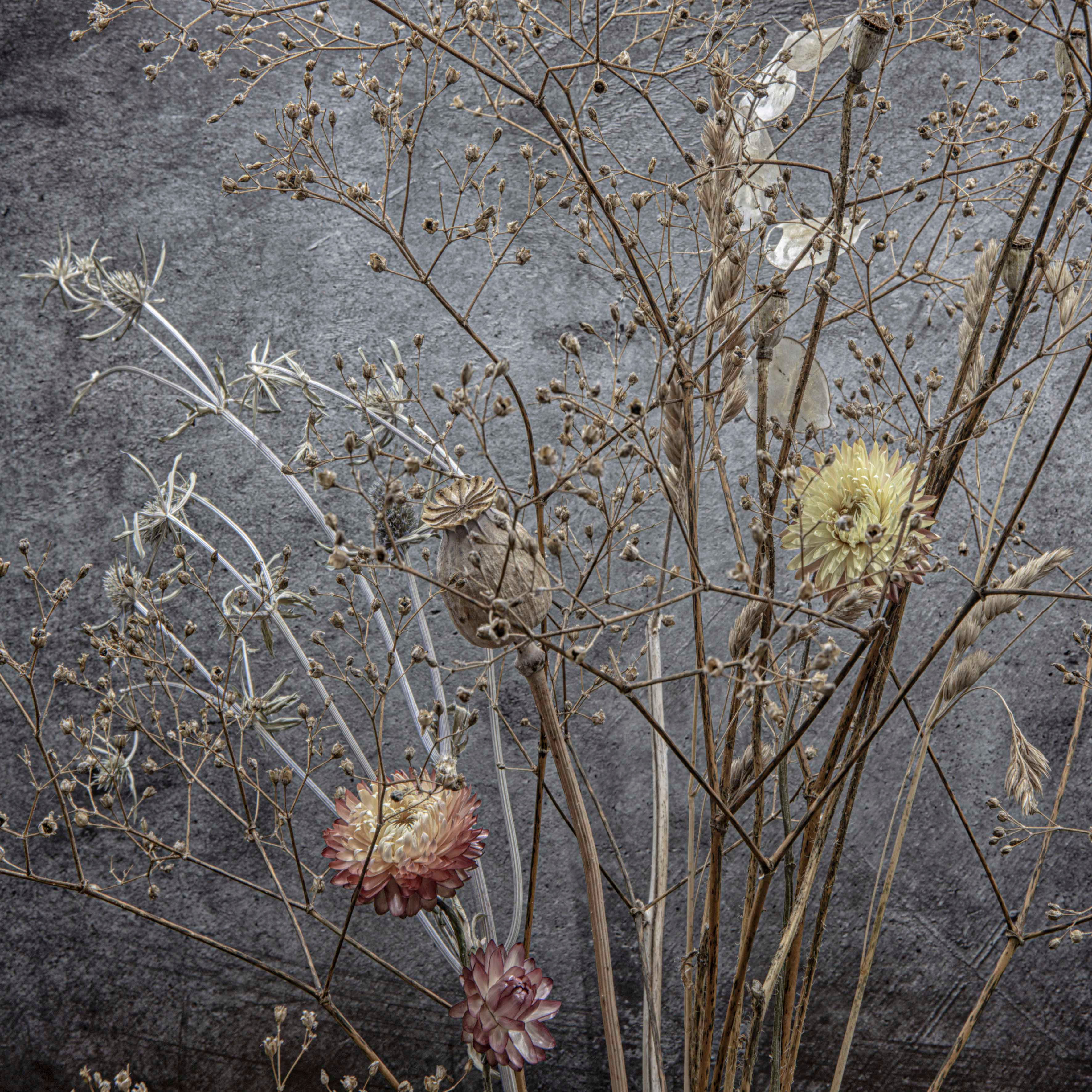 Dried Flowers 2