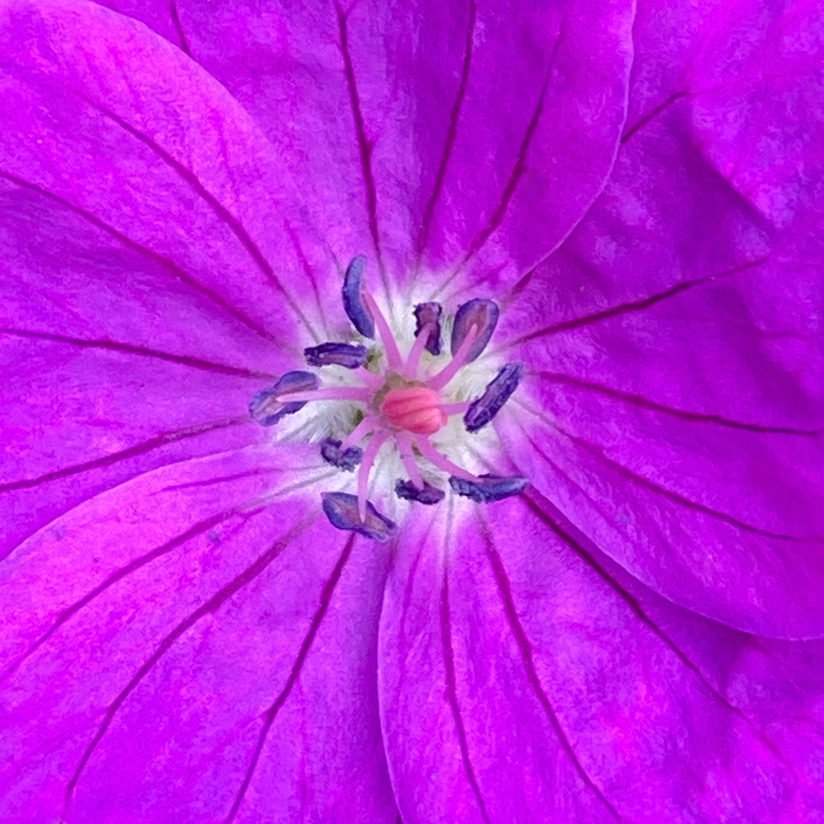 The Centre Of Things