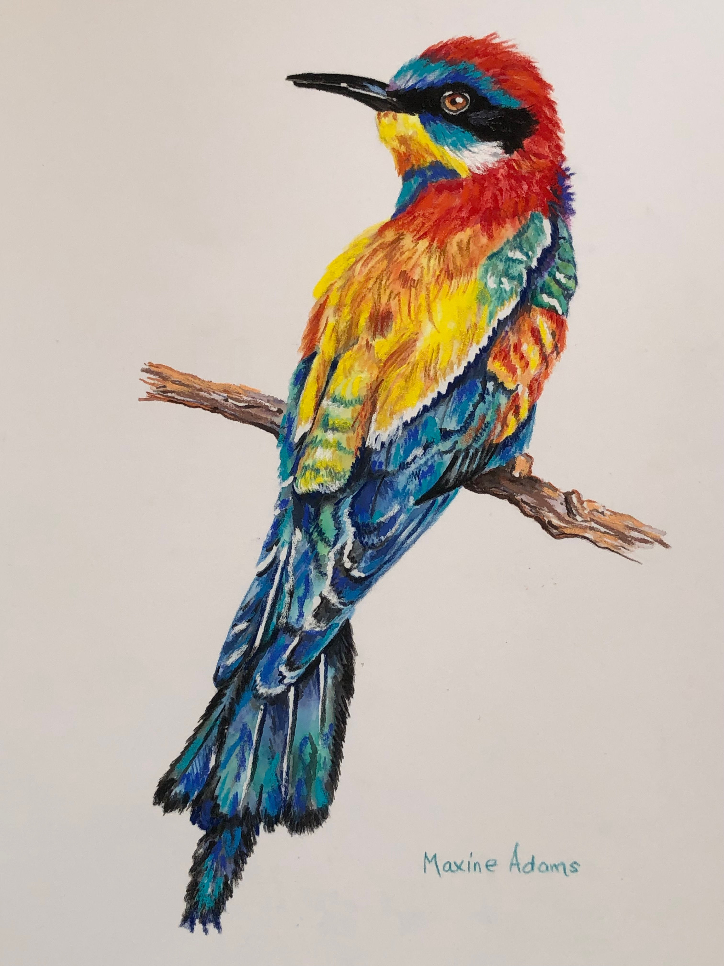 Beautiful Bee Eater