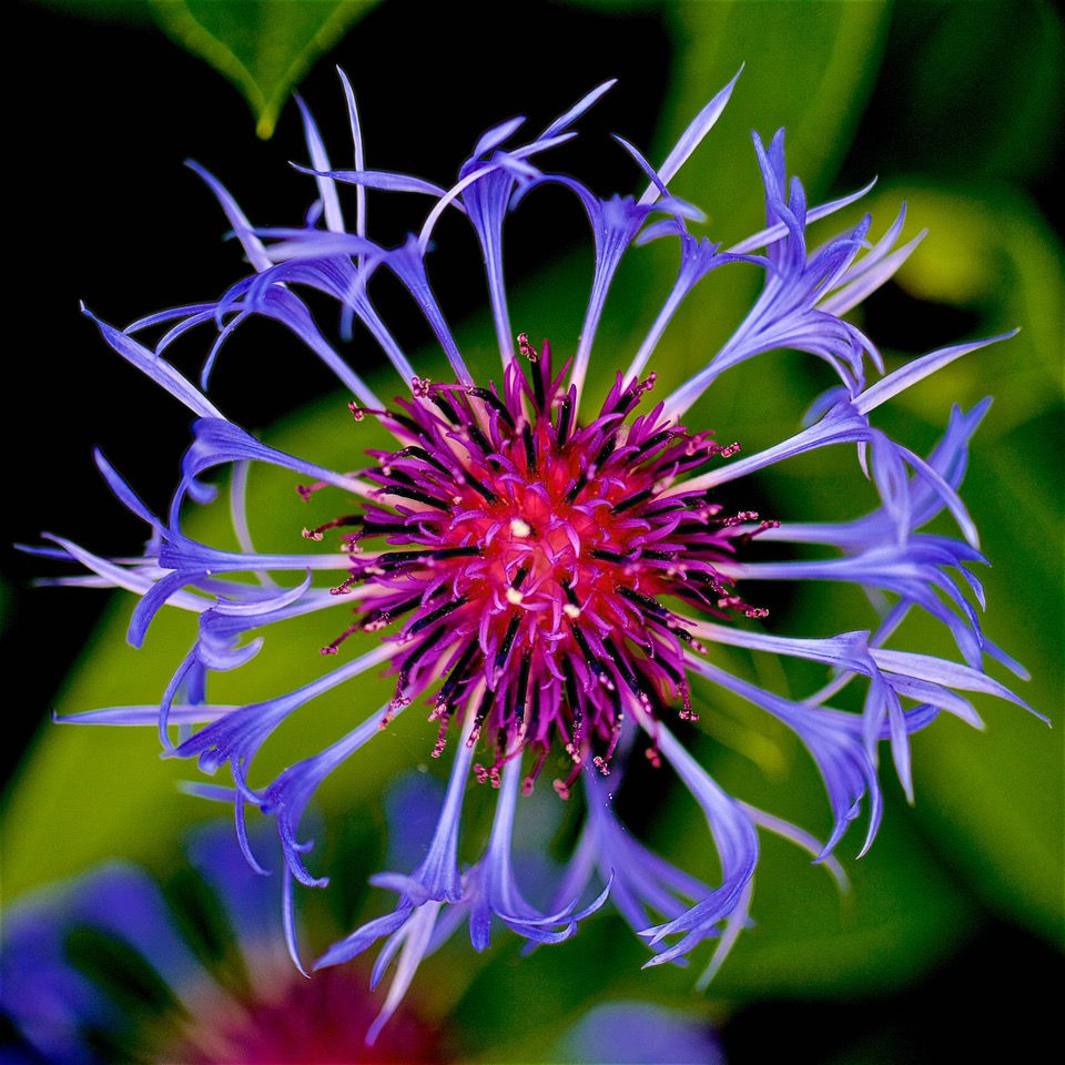 Centaurea Mandala