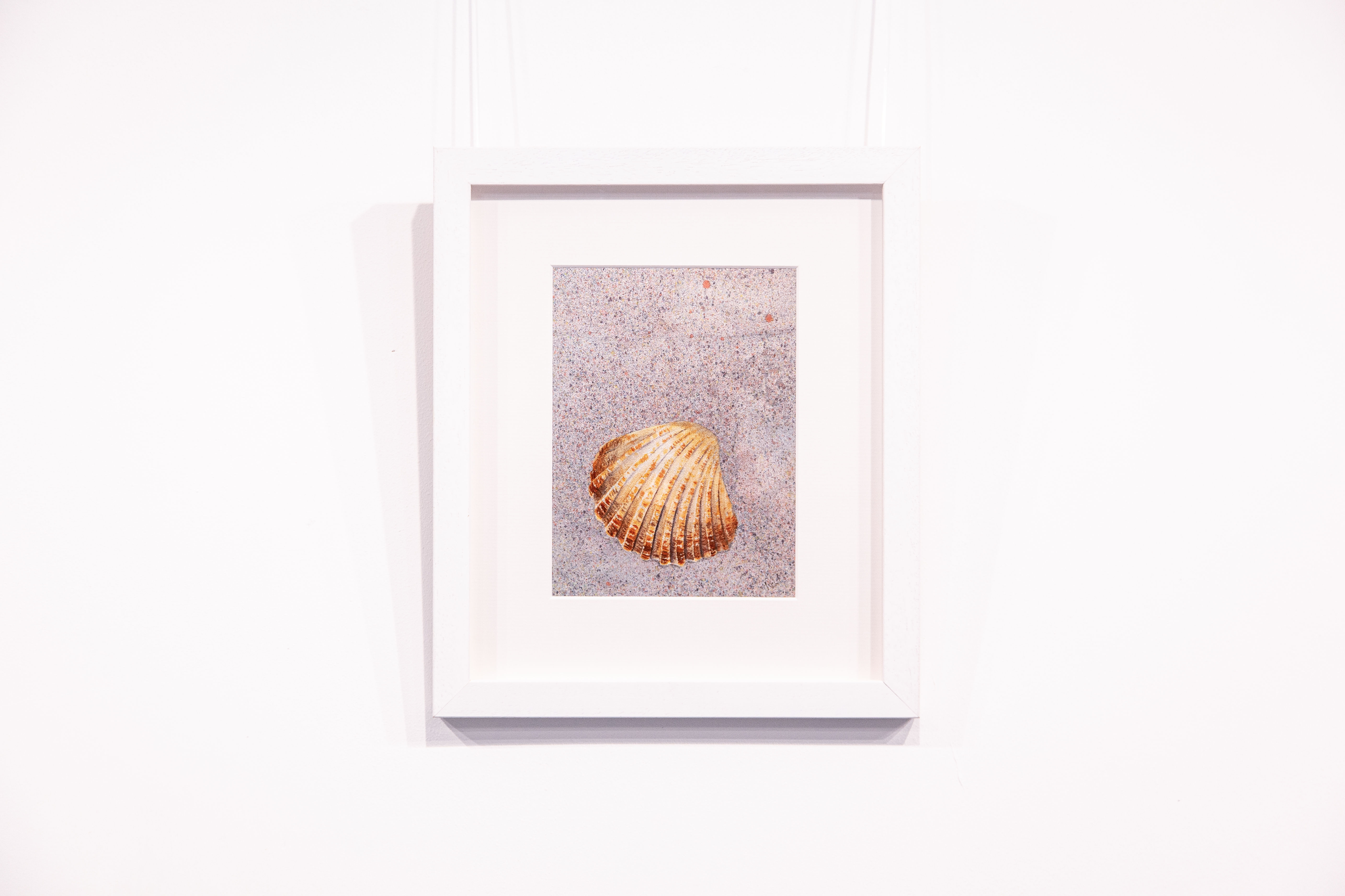 Cockle Shell on Sand