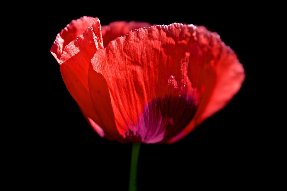 Thumbnail: Papaver Pulsating