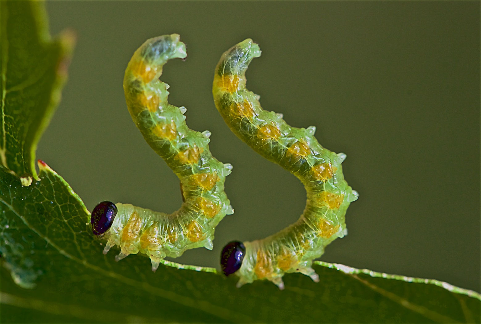 Jitterbugs