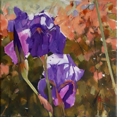 Iris, Red Robin