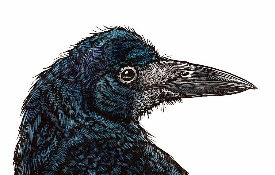 Thumbnail: Handsome Rook