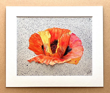 Oriental Poppy 1