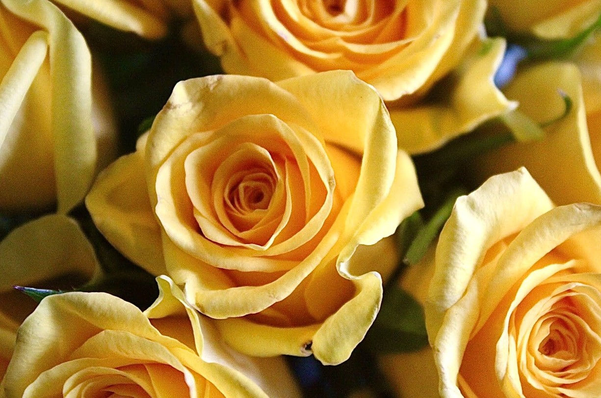 Roses