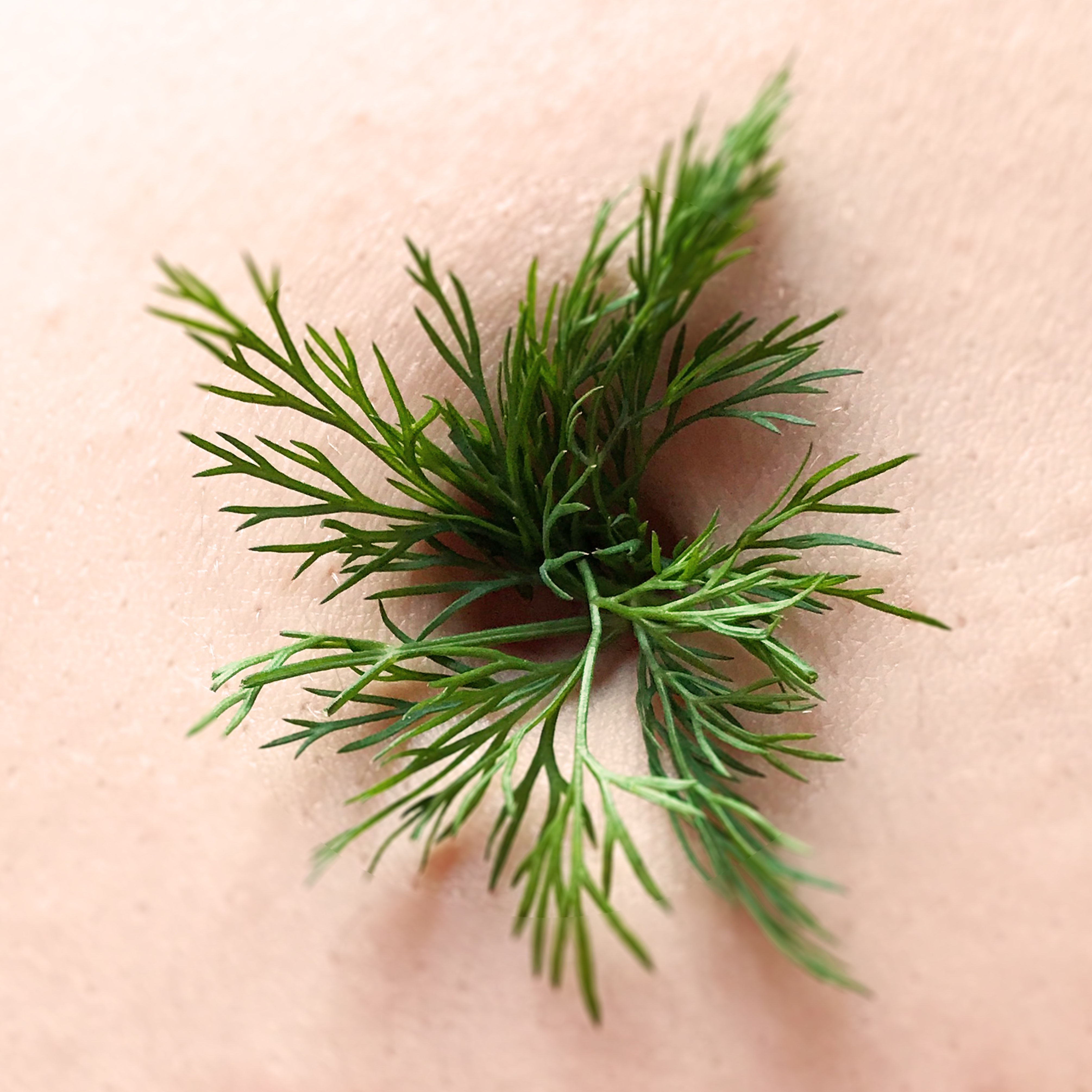 Dill (part of Navel Daze series)