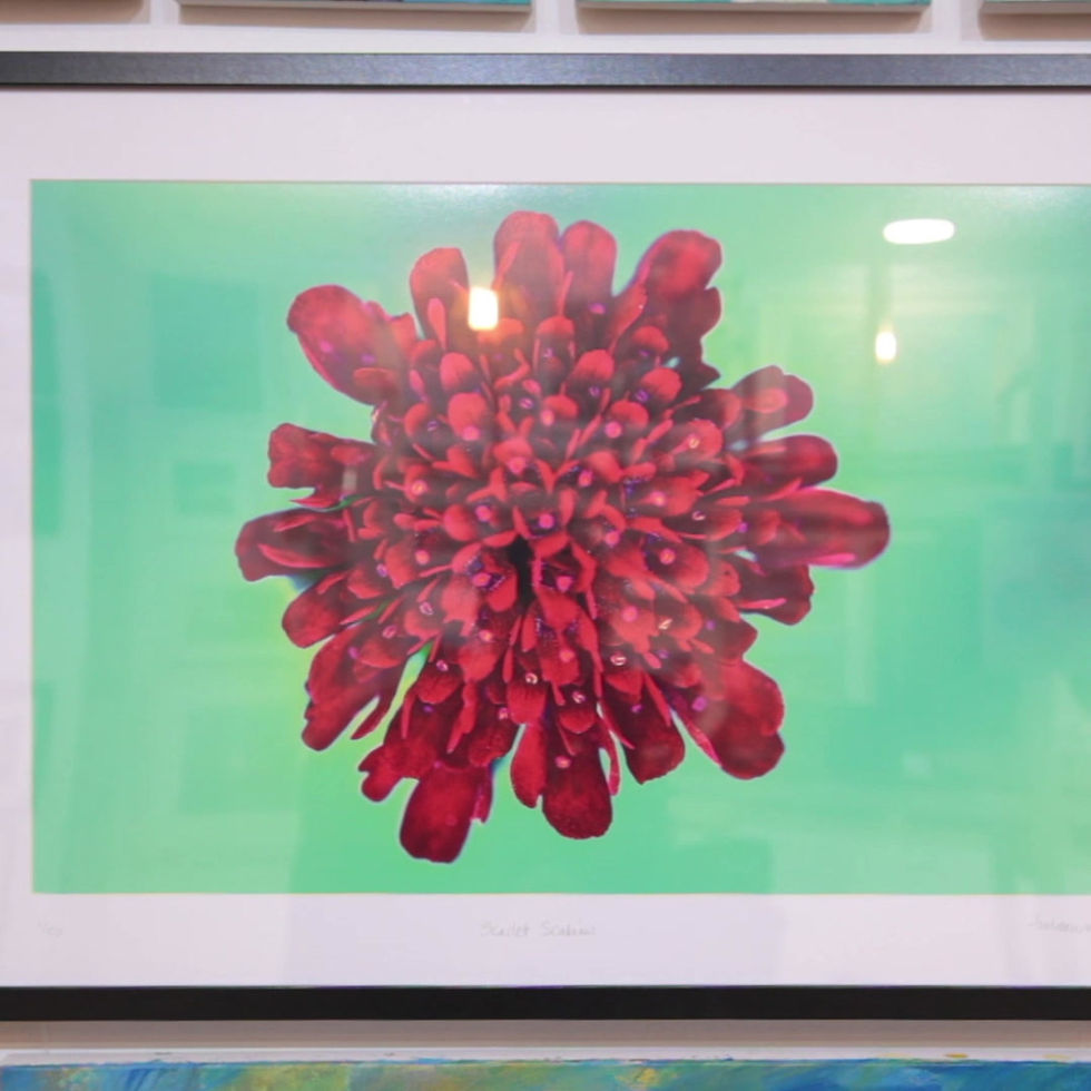 Thumbnail: Scarlet Scabious