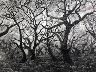 Mystical Wistman's Wood, Dartmoor