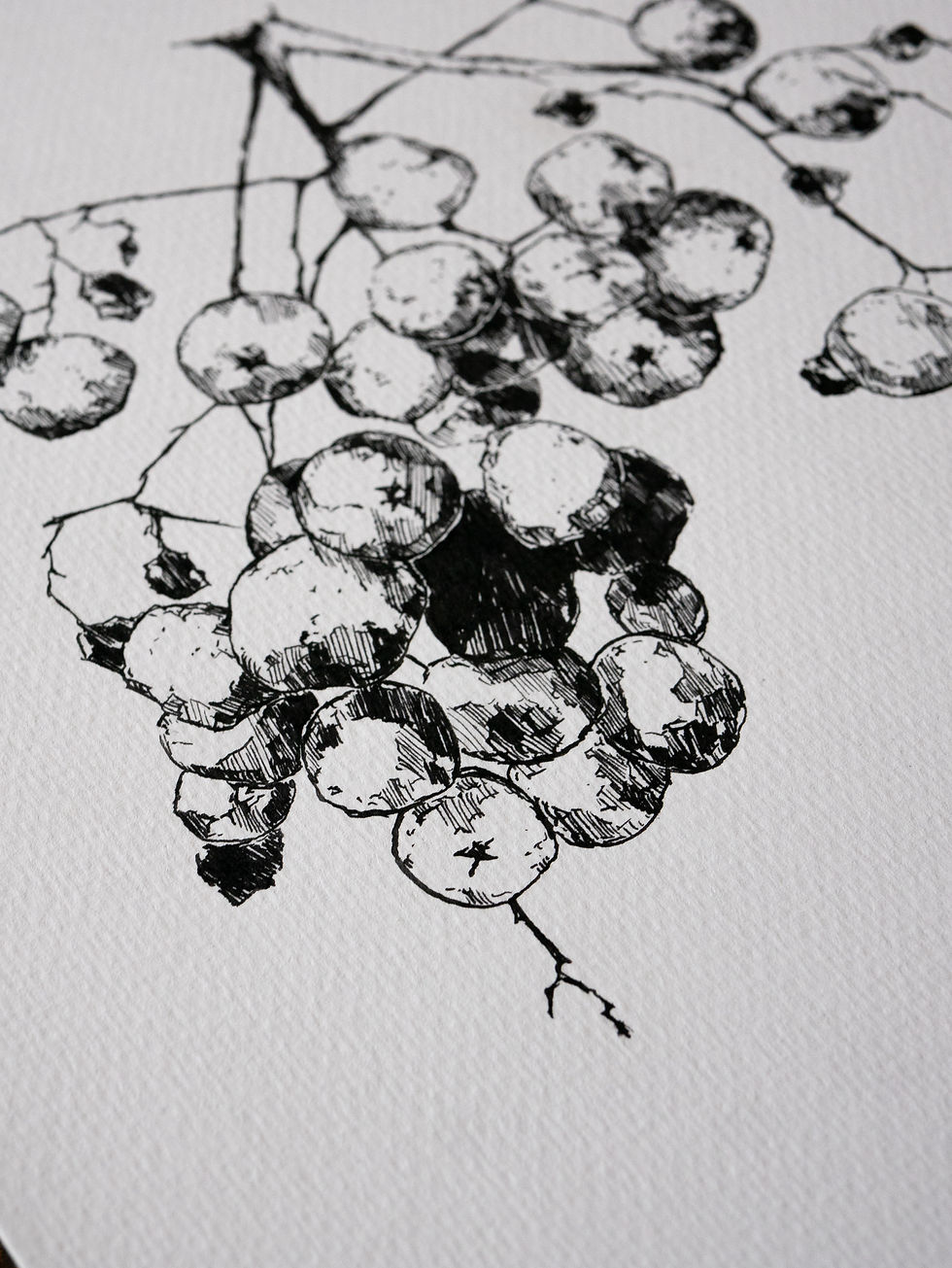 Miniature : Branches de baies II