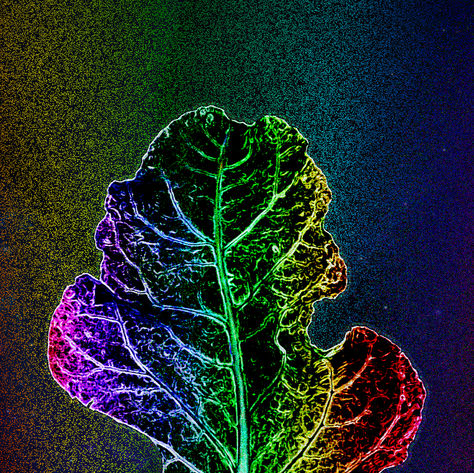 Link to the Famarcy of Light Documentary Page: A rainbow chard leaf is in a beam of rainbow light