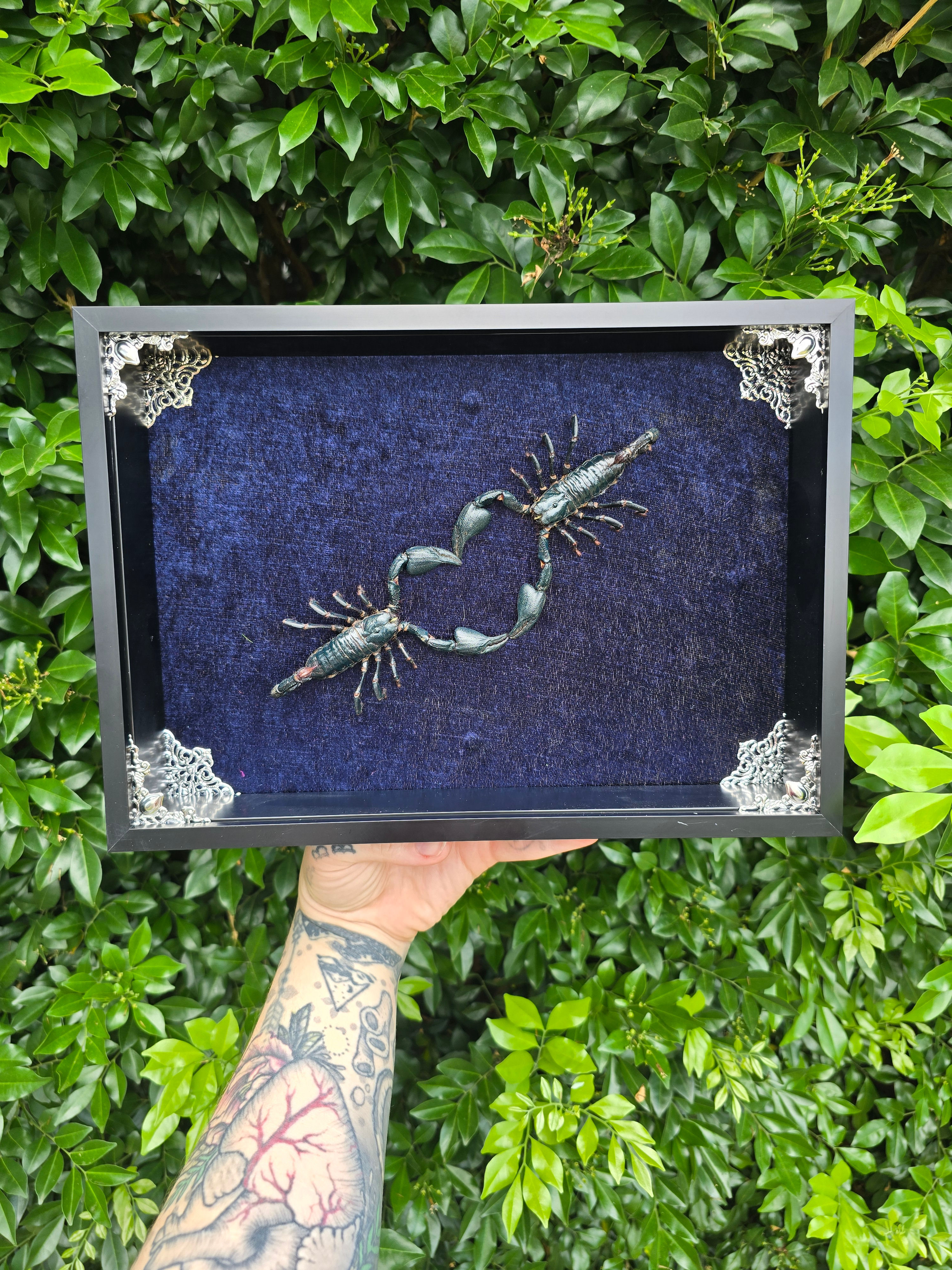 Love heart Scorpions