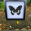 Thumbnail: Forest Giant Butterfly