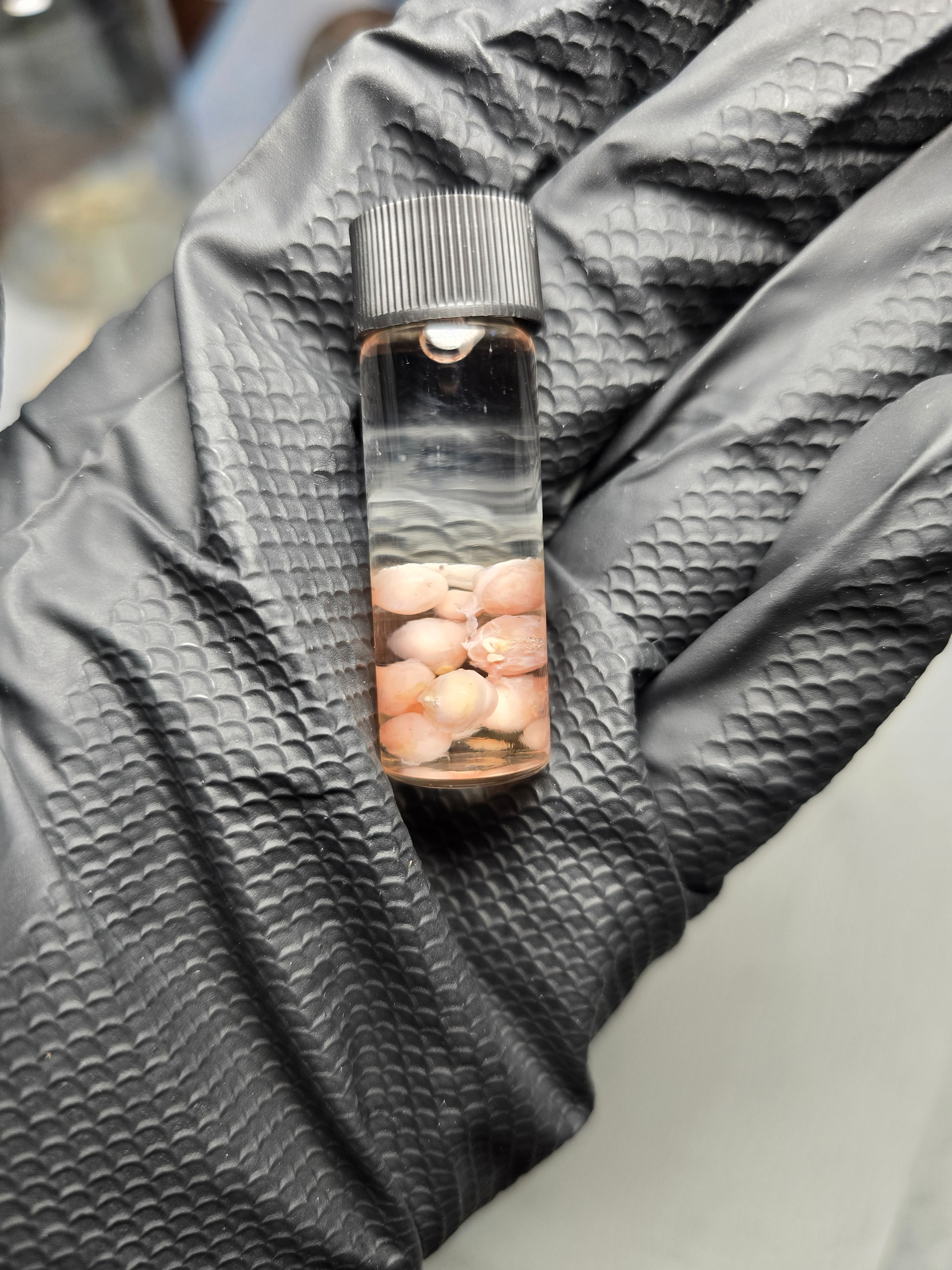 Mouse & Pinkie Rat eyes 10+ Wet Specimen