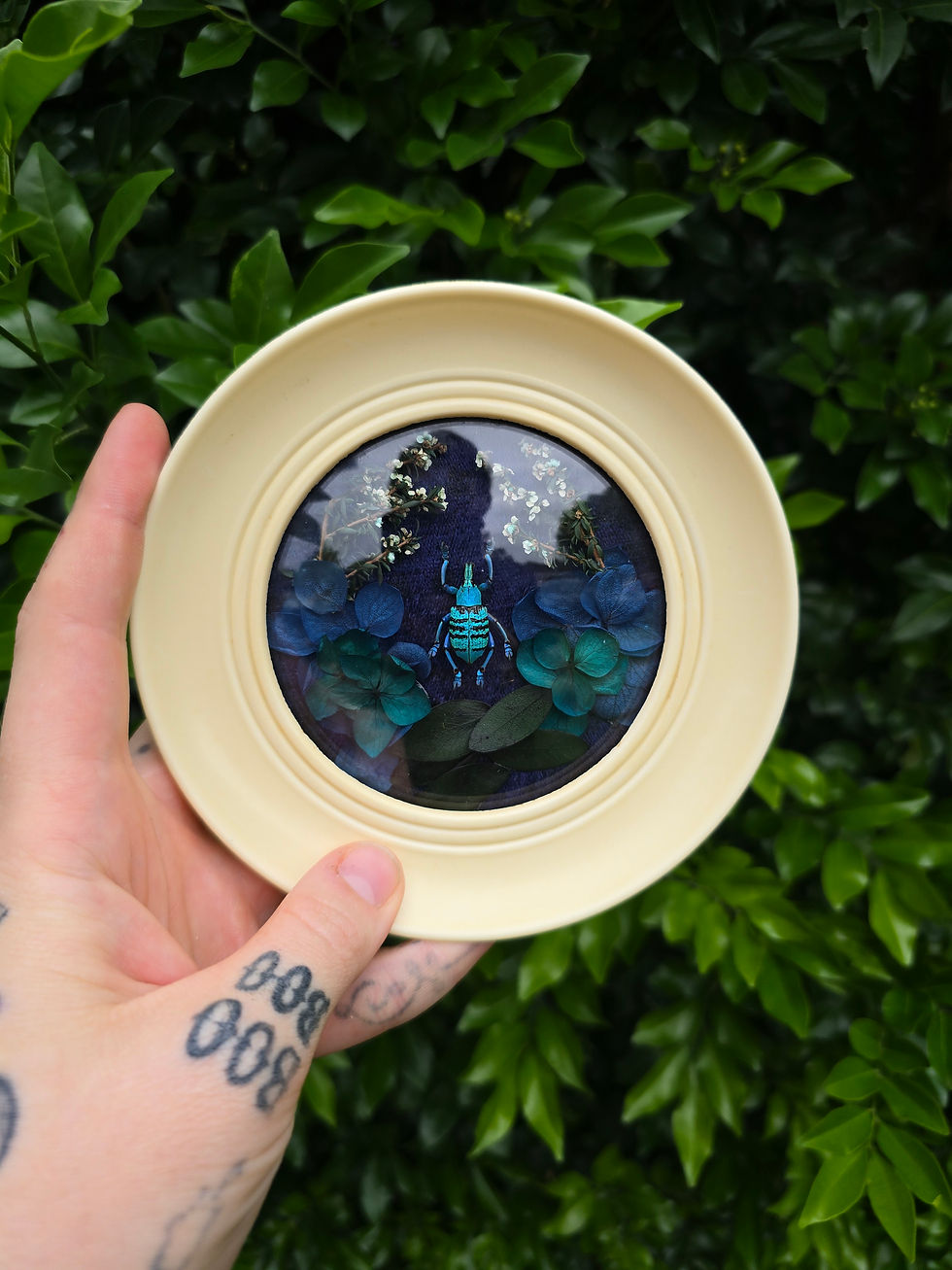 Thumbnail: Blue Glitter Weevil + Vintage Frame Sml