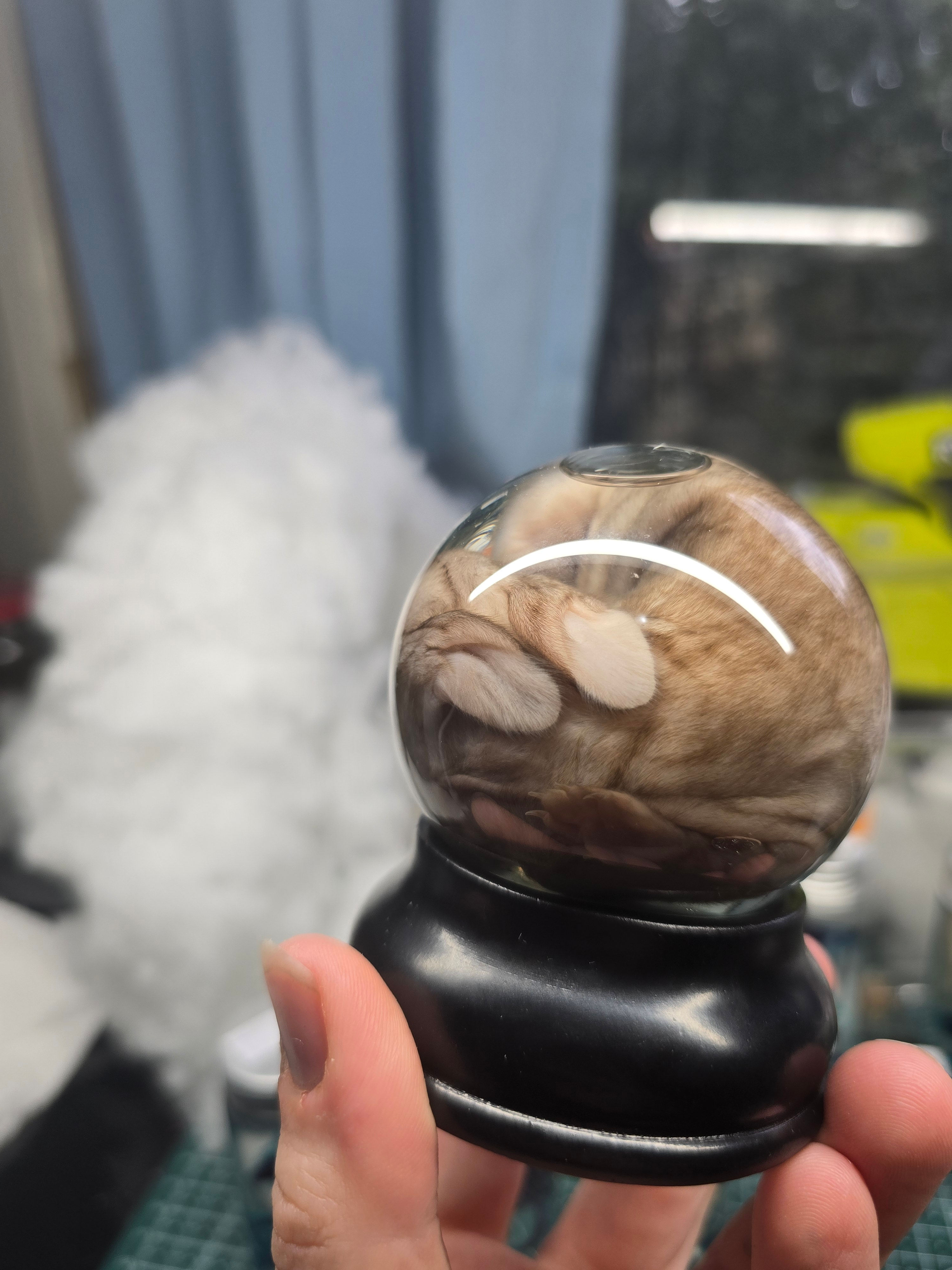 Rex Rabbit Kit Wet Specimen