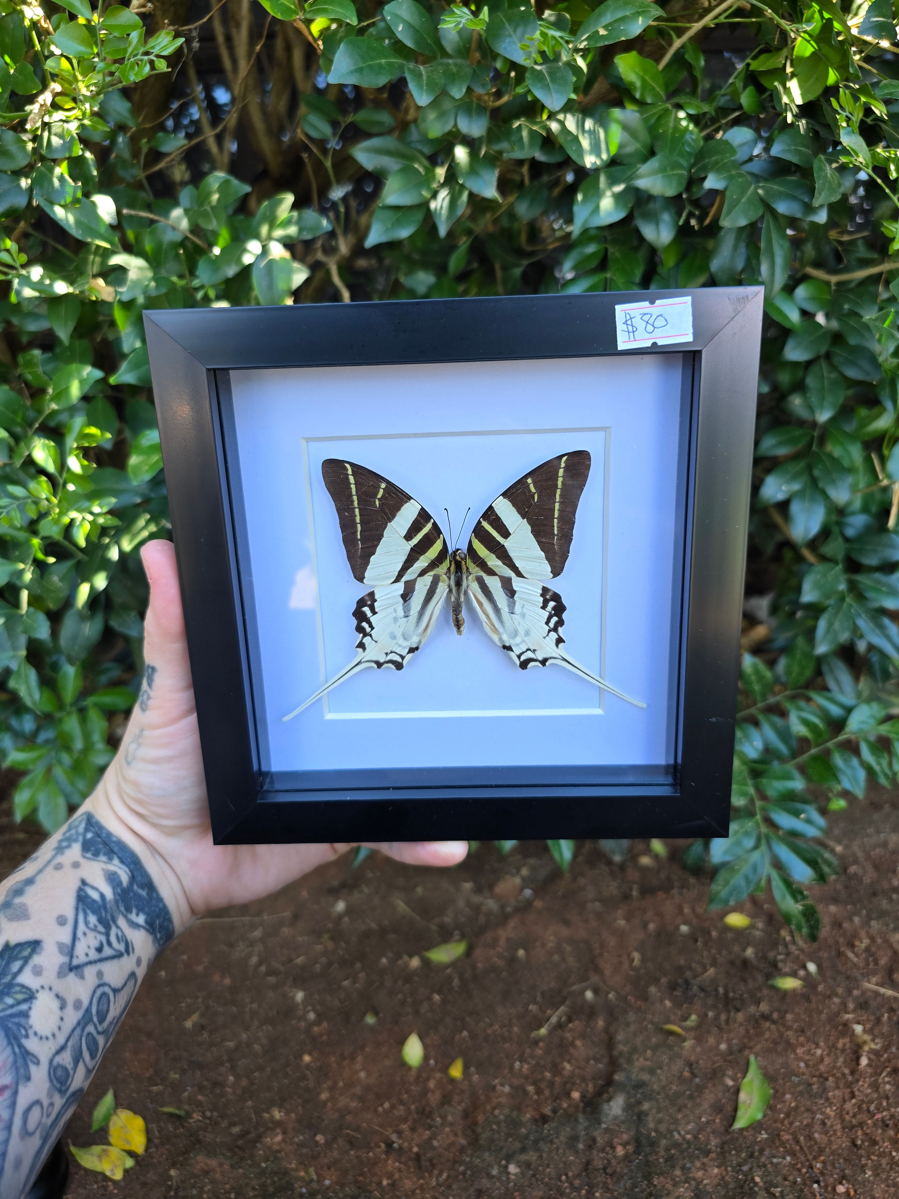 Giant Swordtail Butterfly 