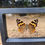 Thumbnail: Butterfly Duo Floating Frame 