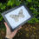 Thumbnail: Paper Kite Butterfly 