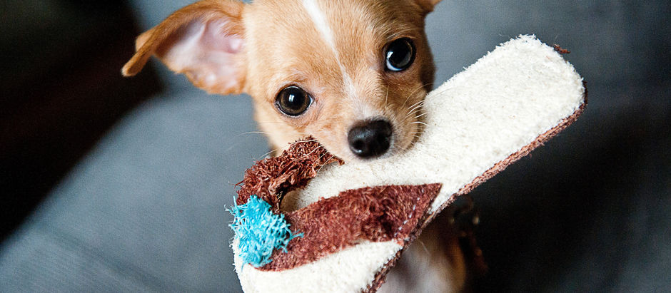 Vacunación en perros en Hortaleza (Canillas): protege a tu compañero con Club Veterinario Argos