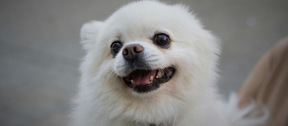 Perro solo en casa: cómo ayudarle a estar más tranquilo y feliz