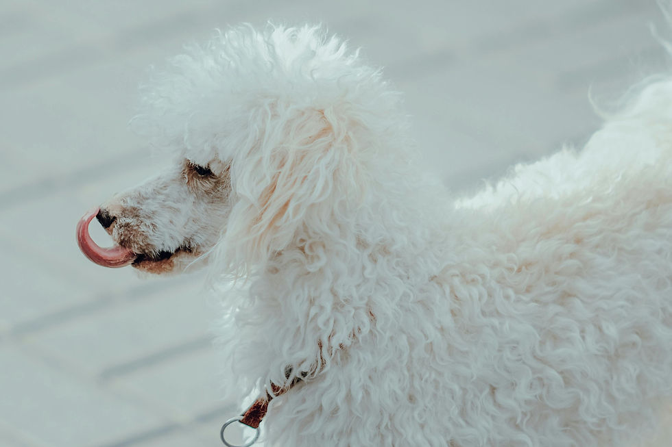Perro adulto se relame al comer cacas