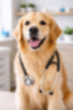 perro en consulta veterinaria