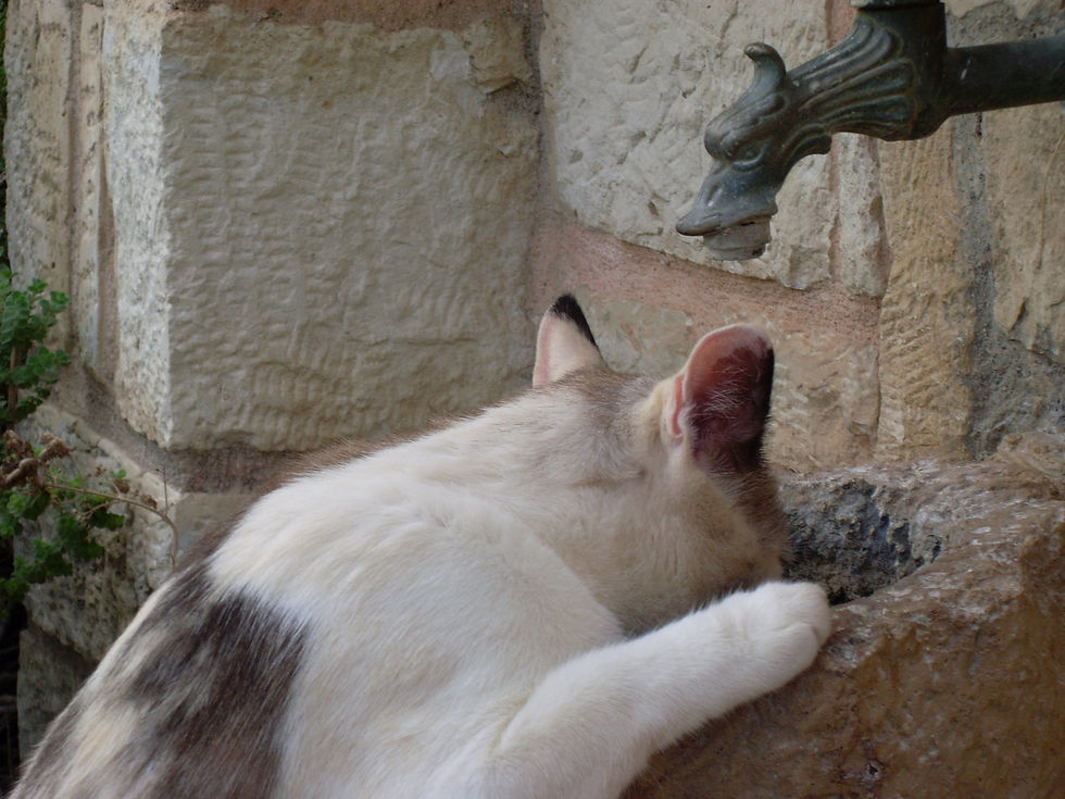 Mi gato bebe mucha agua y orina más: ¿cuándo debería preocuparme?