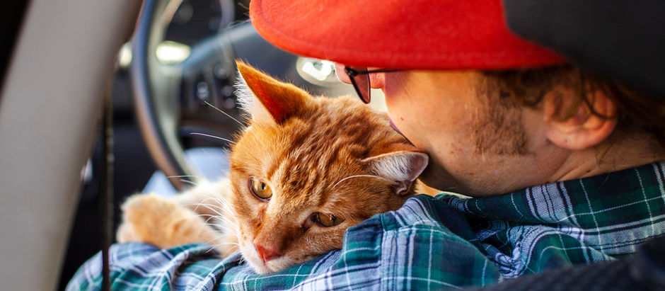 Estrés en gatos durante los viajes: señales y cómo ayudarlos