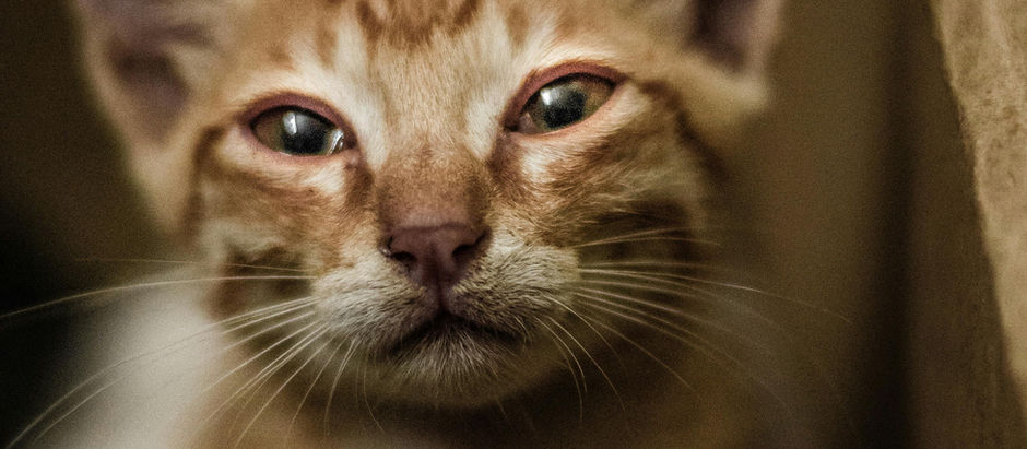 Cómo Identificar el Dolor en Gatos: Guía para Dueños/Tutores Preocupados