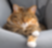 Gato atigrado inactivo