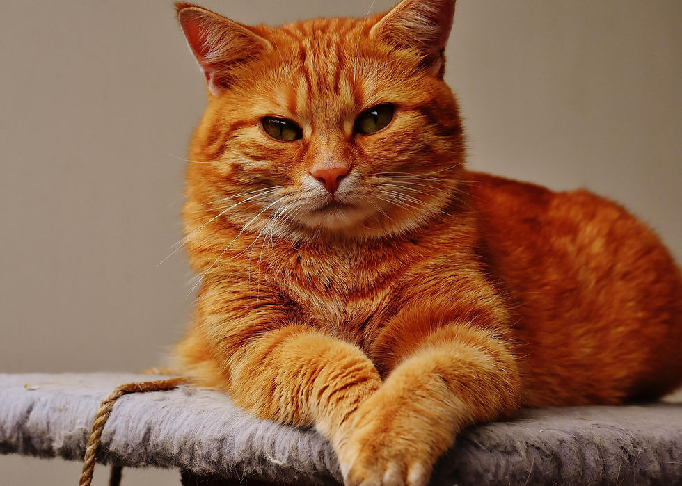 Epilepsia en gatos: síntomas, diagnóstico y tratamiento