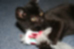 Gato negro tumbado jugando