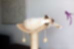 gato en zona de juegos