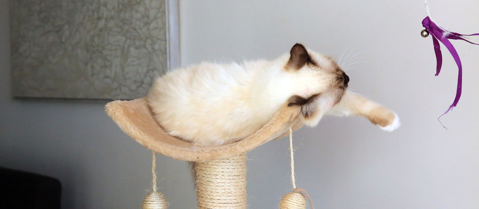 Juegos interactivos para gatos: cómo evitar el aburrimiento y mejorar su bienestar