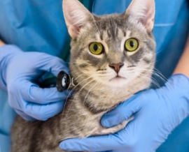 Trae a tu gato a una revisión veterinaria