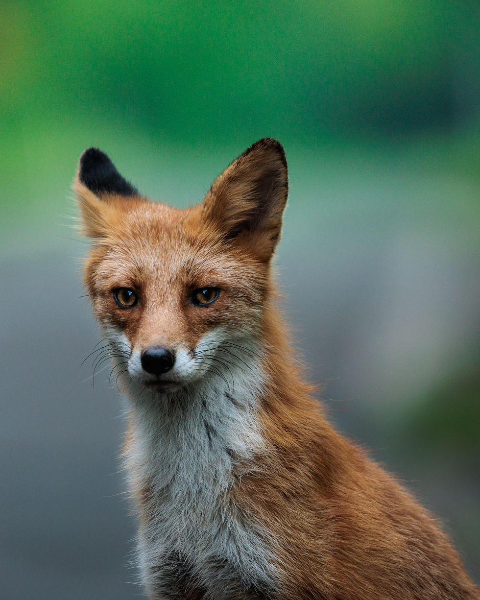 Wildlife-9232.jpg