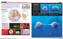 DISCOVER MORE HUMAN BODY, Scholastic