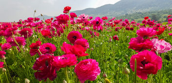 פרחים אדומים בשדה