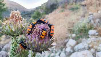 צילום תקריב חרקים כתומים על קוץ