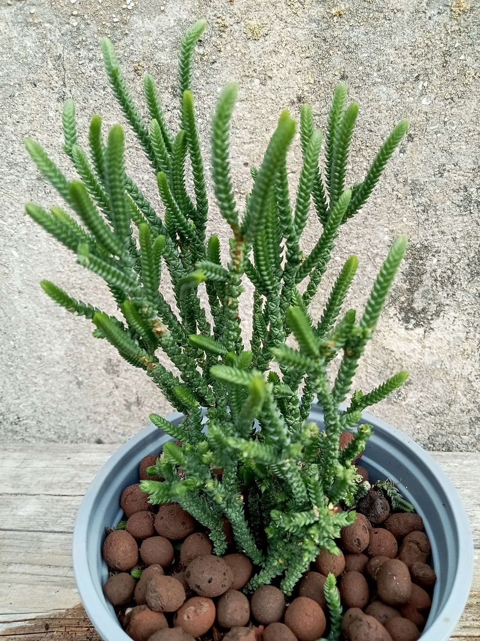תמונה ממוזערת: Watch Chain Crassula