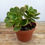 Thumbnail: Haworth's aeonium in a 7 cm calyx