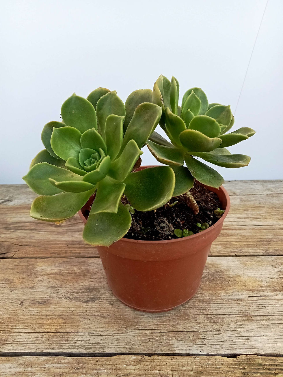 תמונה ממוזערת: Haworth's aeonium

